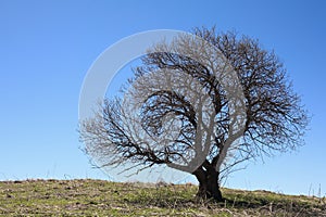 Tree in spring