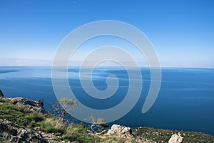 A tree in spring against the blue sea