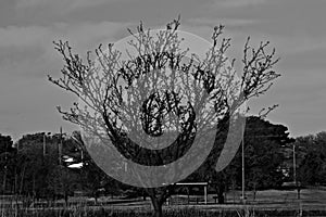 Tree with Spring Blooms.