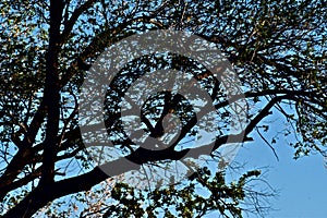 Tree with Spring Blooms.