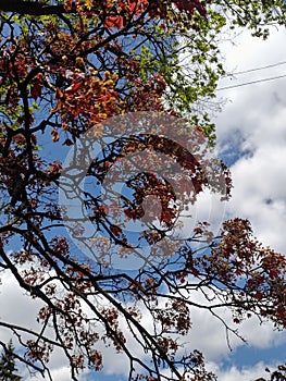 Tree spring blue clouds colour