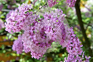 A tree with Spring Colour