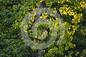 A tree with spring foliage of Aspen or quivering poplar Latin Populus tremula. The foliage is illuminated by morning sunlight.