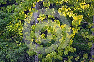 A tree with spring foliage of Aspen or quivering poplar Latin Populus trmula. The foliage is illuminated by morning sunlight.