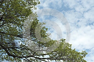 Tree at spring time on a hill with blue sky and cloud