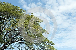 Tree at spring time on a hill with blue sky and cloud