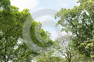 Tree at spring time on a hill with blue sky and cloud