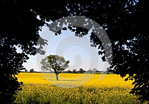 Tree in Springtime