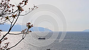 Tree sprouting new leaves with the sea as background, Vlore, Albania