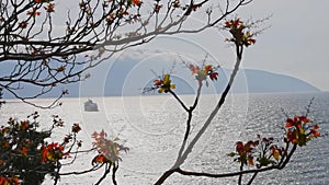 Tree sprouting new leaves with the sea as background, Vlore, Albania