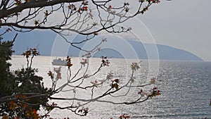 Tree sprouting new leaves with the sea as background, Vlore, Albania