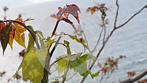 Tree sprouting new leaves with the sea as background, Vlore, Albania