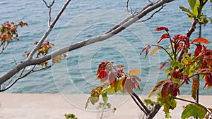 Tree sprouting new leaves with the sea as background, Vlore, Albania