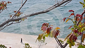 Tree sprouting new leaves with the sea as background, Vlore, Albania