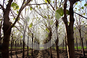 tree sprouts growing in shaded orchard, their delicate leaves reaching for the light
