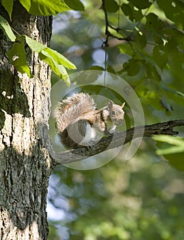 Tree squirrel