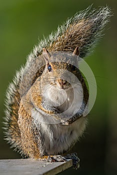 Tree squirrel