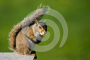 Tree squirrel