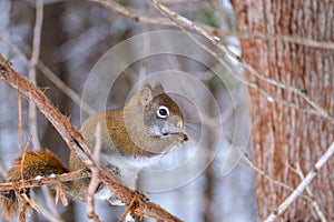 Tree squirrel on a branch holding a seed