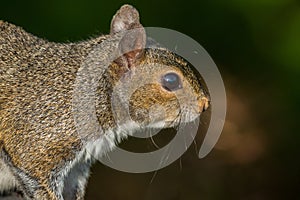 Tree squirrel