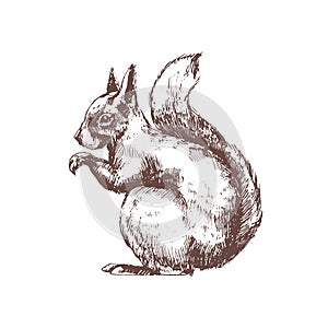 Tree squirrel hand drawn with contour lines on white background. Monochrome sketch drawing of wild forest rodent animal