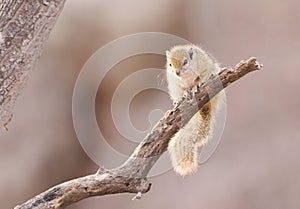 Tree squirrel Paraxerus cepapi