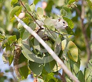 Tree squirrel Paraxerus cepapi
