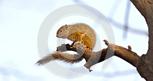 Tree squirrel Paraxerus cepapi