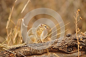 Tree Squirrel (Paraxerus cepapi)