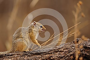 Tree Squirrel (Paraxerus cepapi)