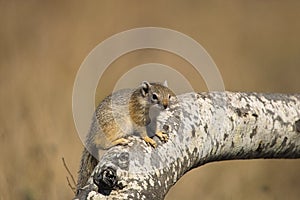 Tree Squirrel (Paraxerus cepapi)