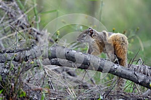 Tree Squirrel (Paraxerus cepapi)