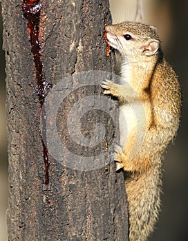 Tree Squirrel, Paraxerus cepapi chewing gum from a Combretum tree.