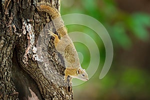 Tree Squirrel, Paraxerus cepapi chobiensis, detail of exotic African little mammal on the tree. Okavango delta, Botswana, Africa.