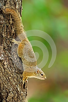 Tree Squirrel, Paraxerus cepapi chobiensis, detail of exotic African little mammal on the tree. Okavango delta, Botswana, Africa.