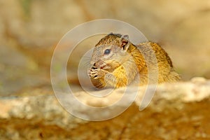 Tree Squirrel, Paraxerus cepapi chobiensis, eating nut, detail of exotic African little mammal with red eye in the nature habitat,