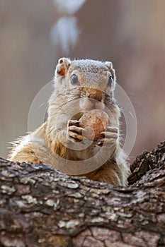 Tree Squirrel, Paraxerus cepapi chobiensis, eating nut in the nature habitat, Botswana, Africa