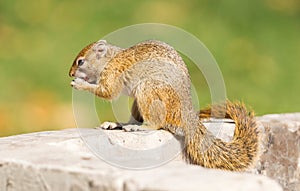 Tree squirrel Paraxerus cepapi eating leftover bread