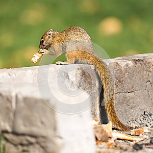 Tree squirrel Paraxerus cepapi eating leftover bread