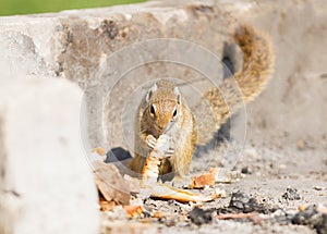 Tree squirrel Paraxerus cepapi eating leftover bread