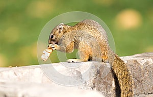 Tree squirrel Paraxerus cepapi eating leftover bread