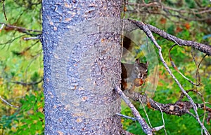 Tree Squirrel with a Pine-Nut Idaho