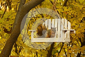 Tree Squirrel in Swing Feeder