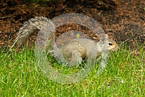 A tree squirrel walking through a grass yard