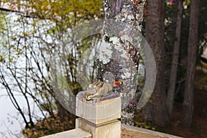 Tree squirrel on a wood fench