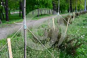 Tree staking after planting. Supporting a tree trunk with stakes to grow a straight tree