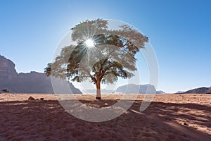 A tree stand alone against the sun with tree shade shadow, at Wadi Run desert in Jordan