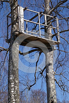 Tree stand in birch trees