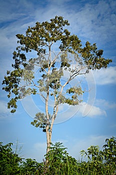 Tree standing alone in a field over blue sky