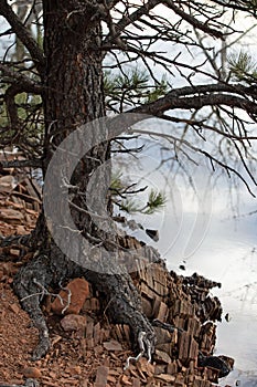 Tree Standing as a sentry